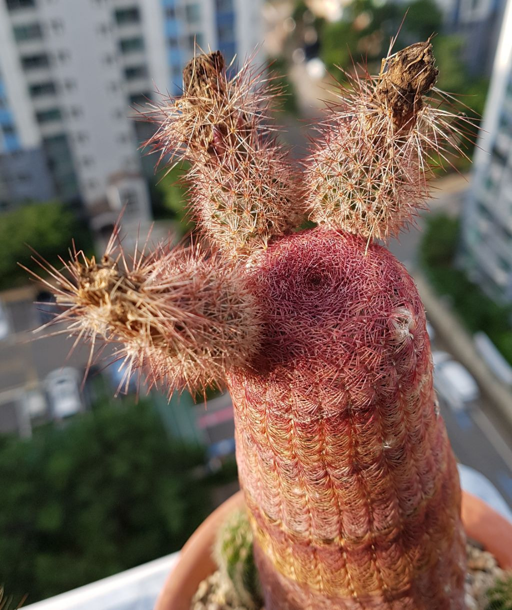 비도 이미지