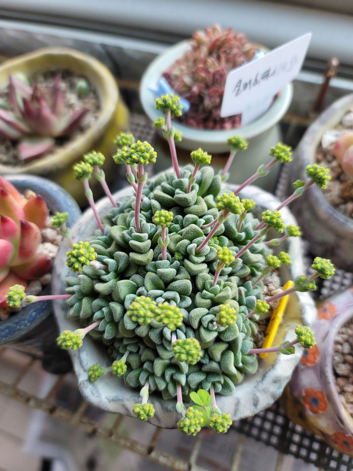 필다육 이미지