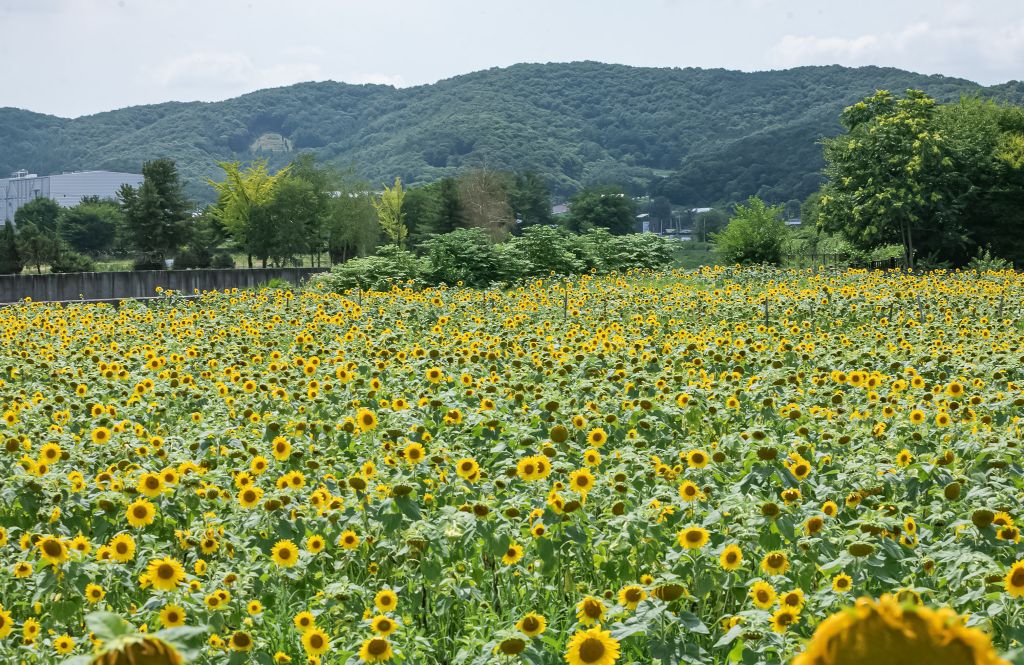 해바라기 이미지
