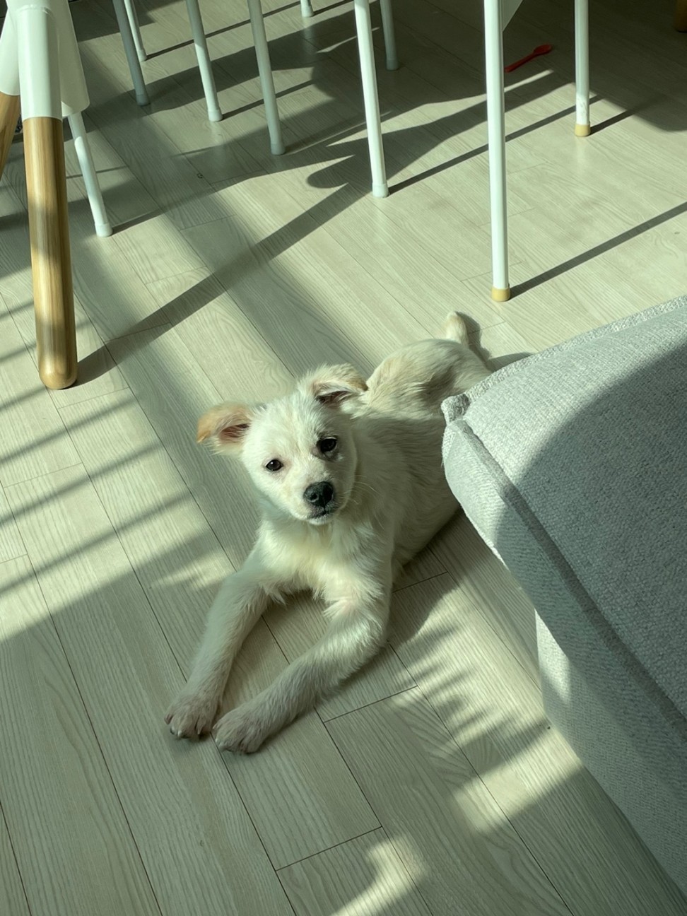 코야 이미지