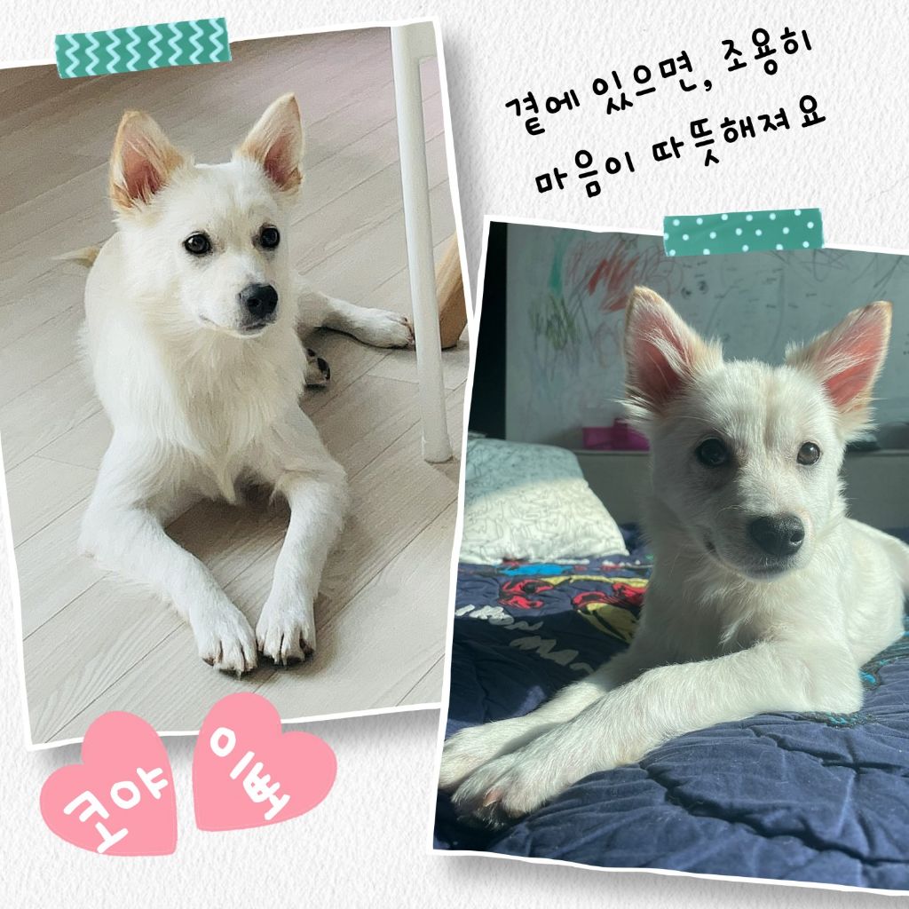 코야 이미지