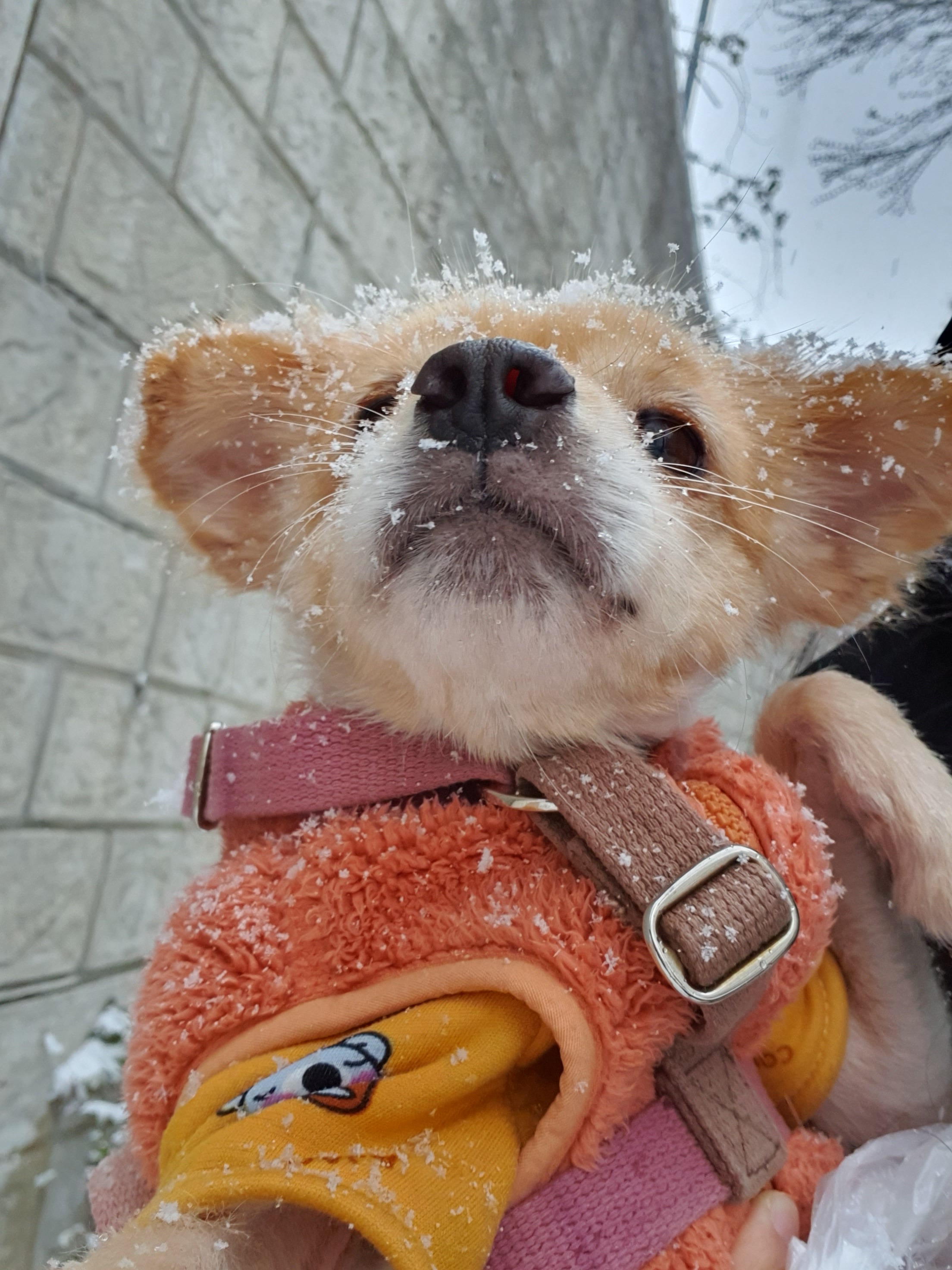 몰리 이미지