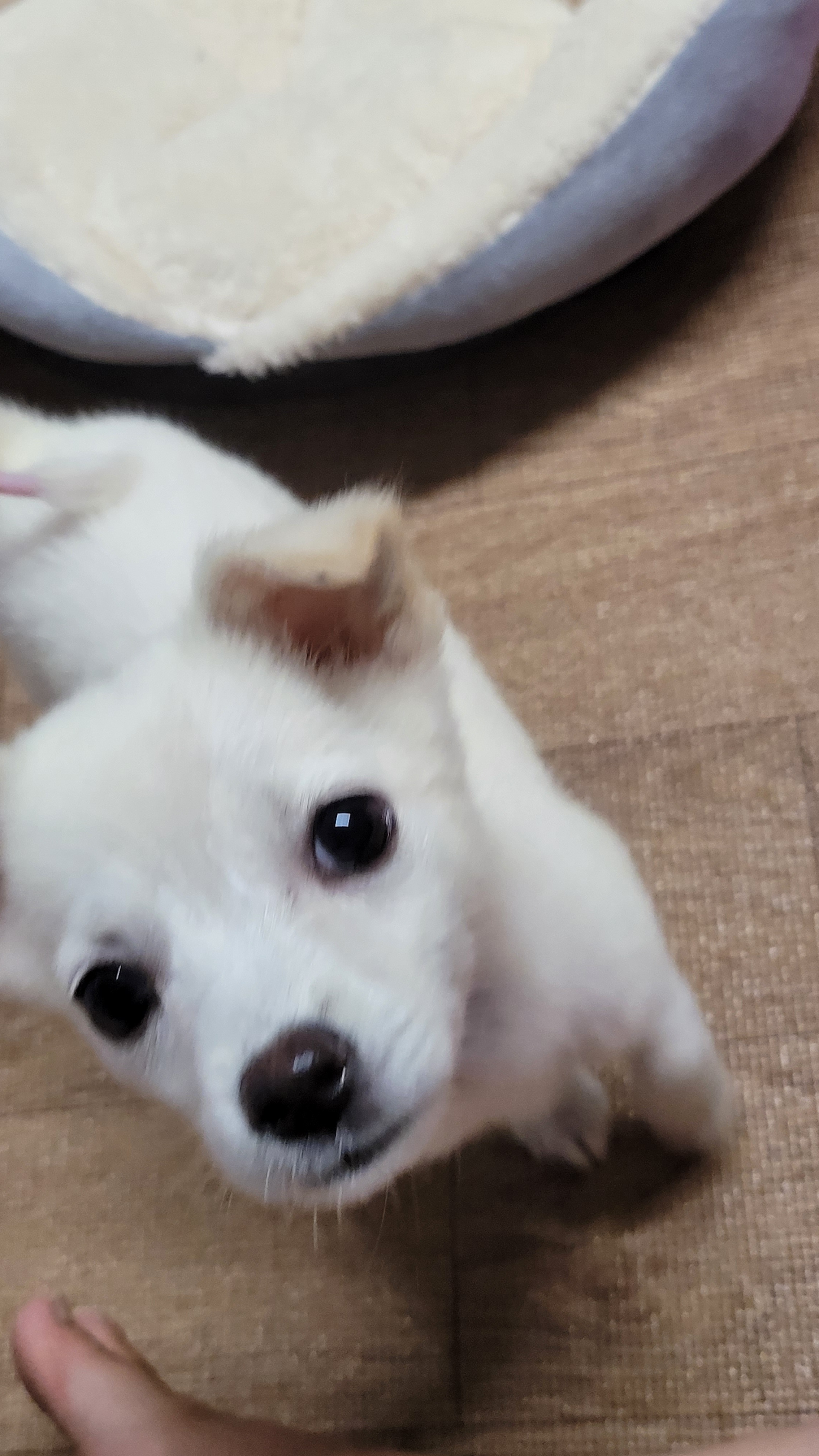 백설기설기 이미지