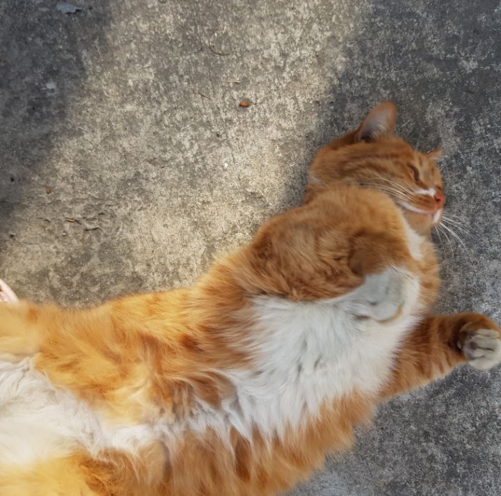 그동안 만났던 고양이 | 인스티즈