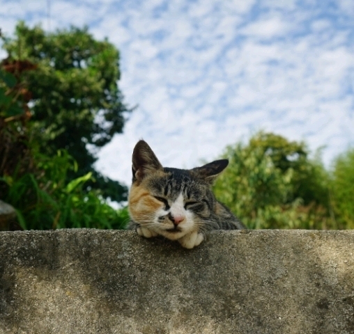 그동안 만났던 고양이 | 인스티즈
