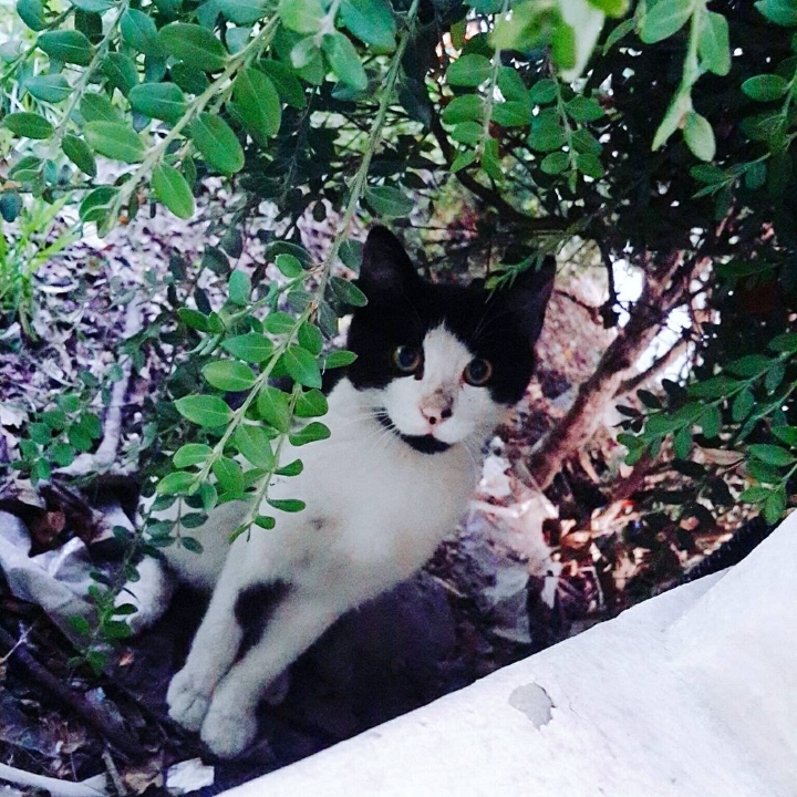 그동안 만났던 고양이 | 인스티즈