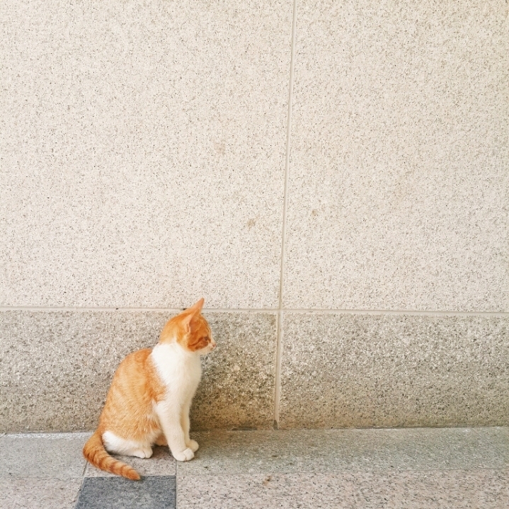 그동안 만났던 고양이 | 인스티즈