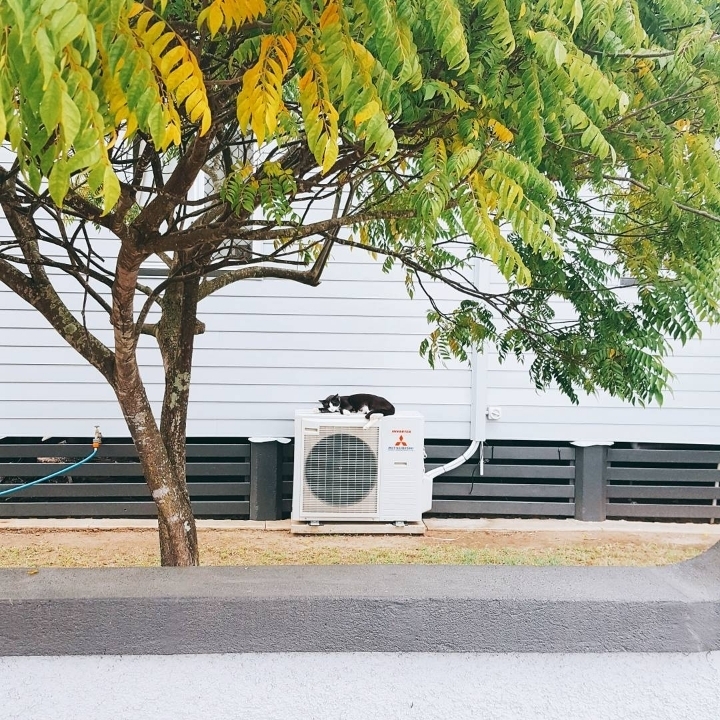 그동안 만났던 고양이 | 인스티즈