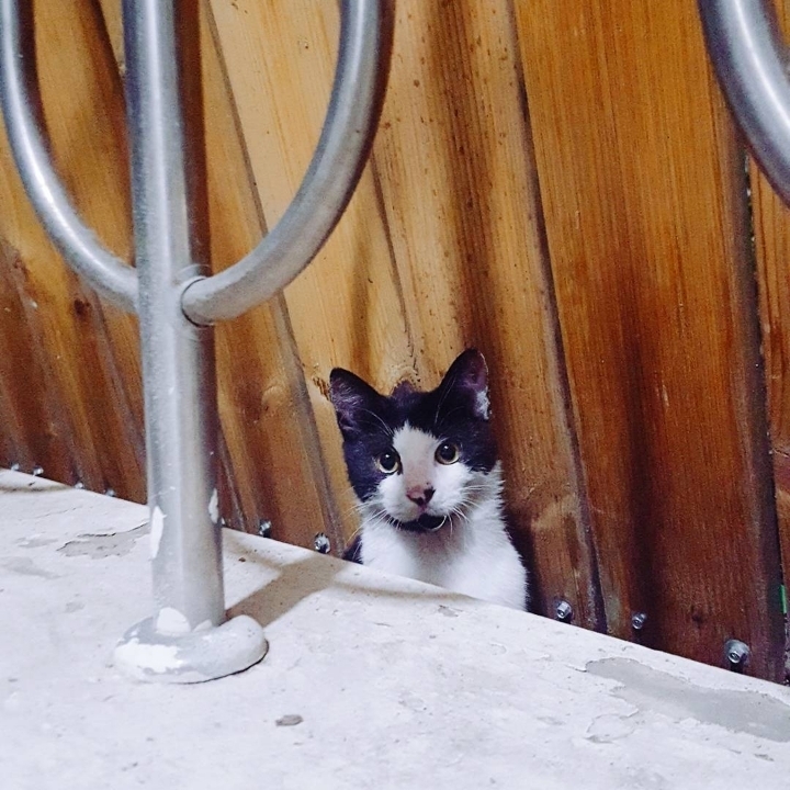 그동안 만났던 고양이 | 인스티즈