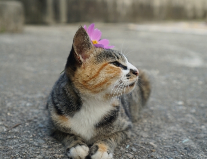 그동안 만났던 고양이 | 인스티즈