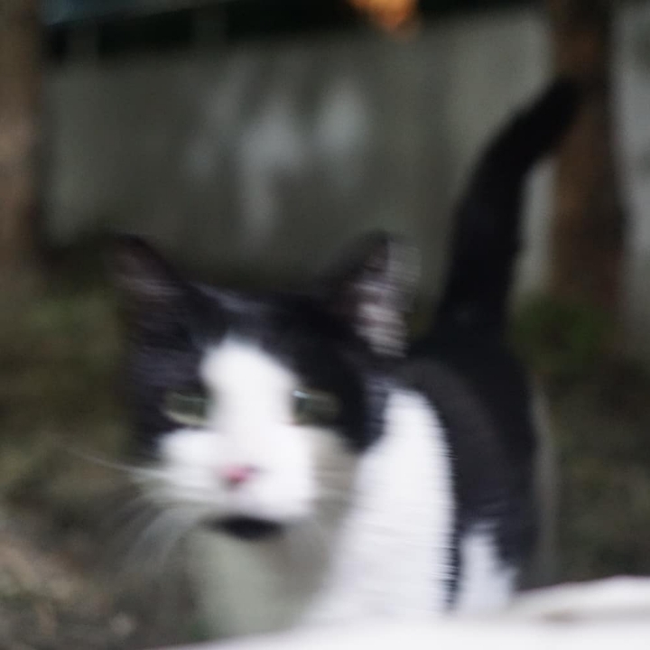 그동안 만났던 고양이 | 인스티즈