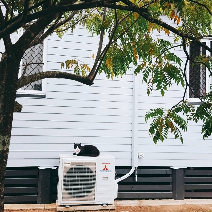 그동안 만났던 고양이 | 인스티즈