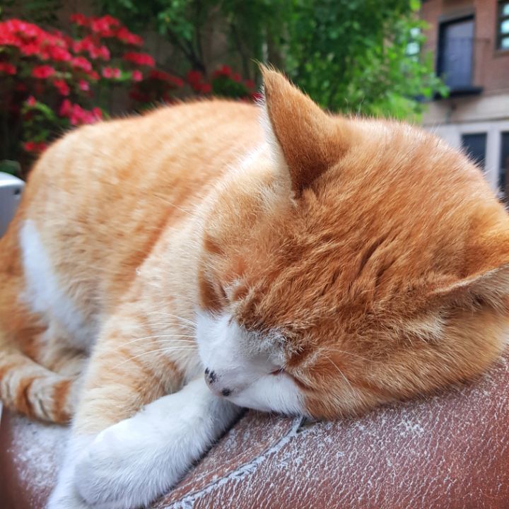 그동안 만났던 고양이 | 인스티즈