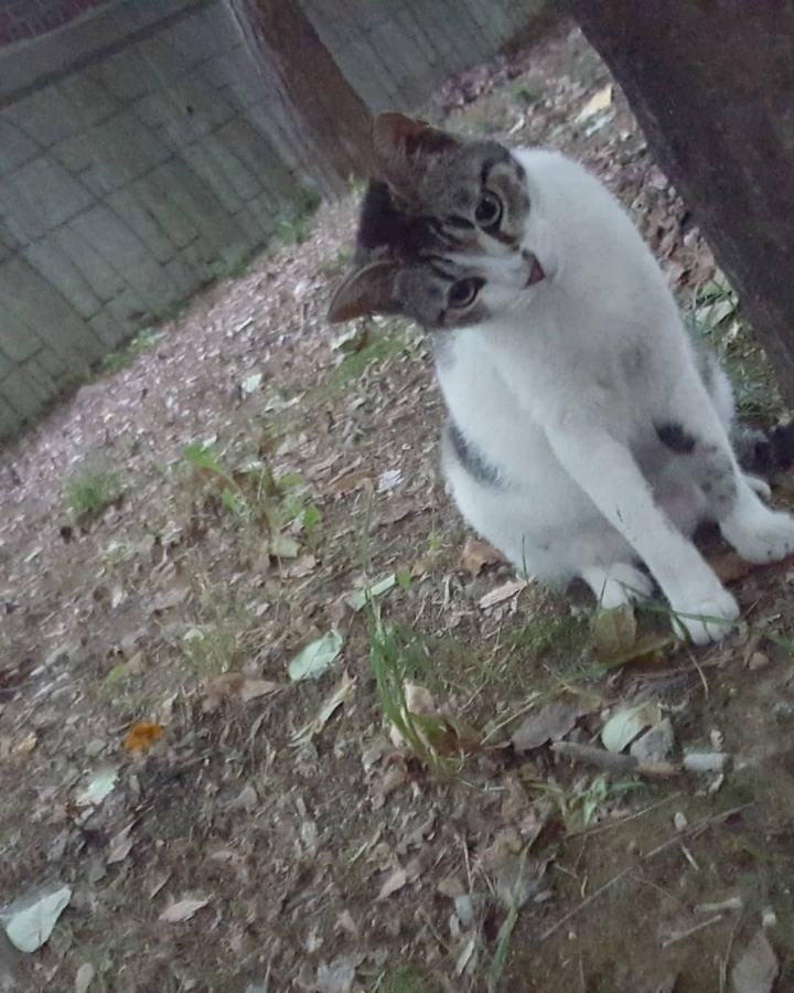 그동안 만났던 고양이 | 인스티즈