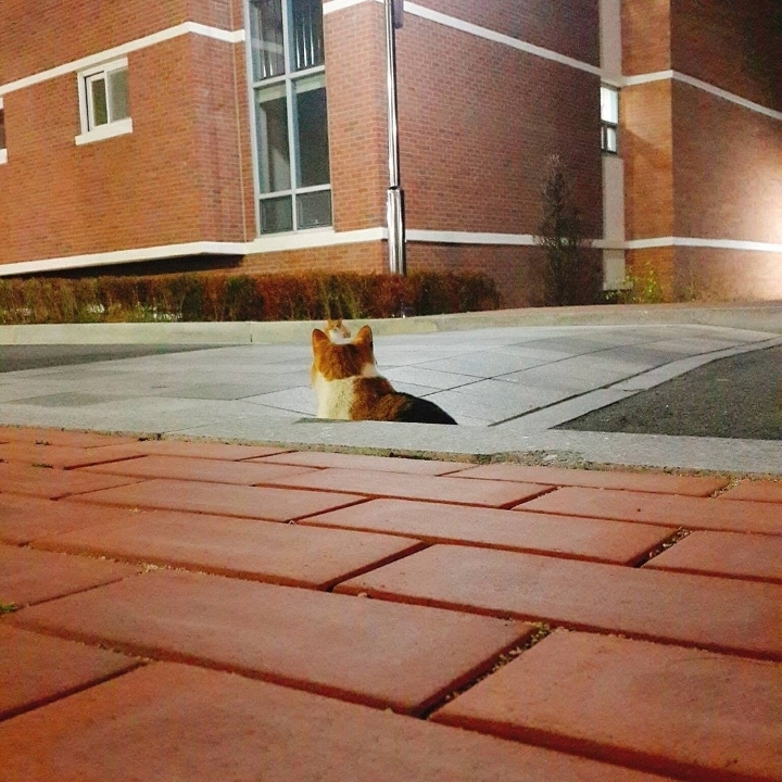 그동안 만났던 고양이 | 인스티즈