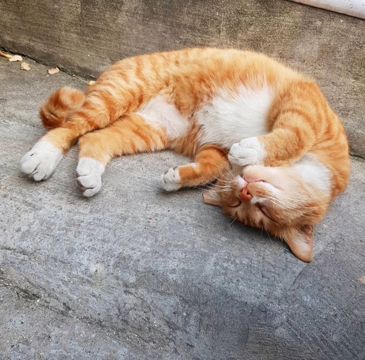 그동안 만났던 고양이 | 인스티즈