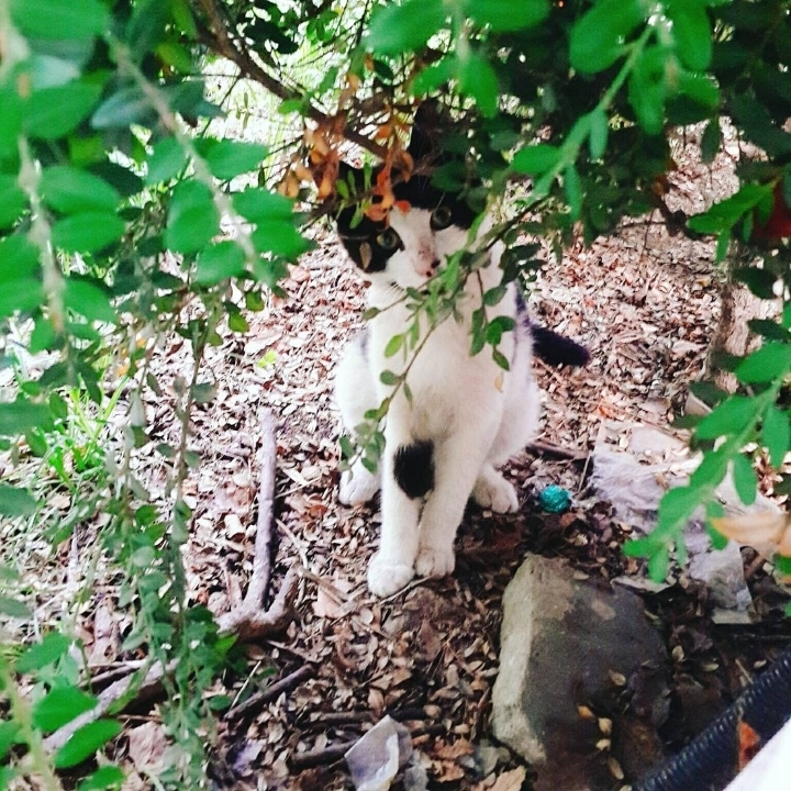 그동안 만났던 고양이 | 인스티즈