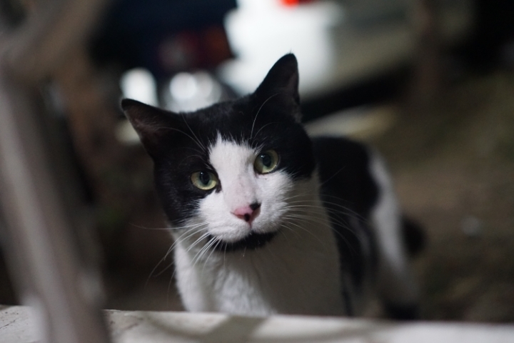 그동안 만났던 고양이 | 인스티즈