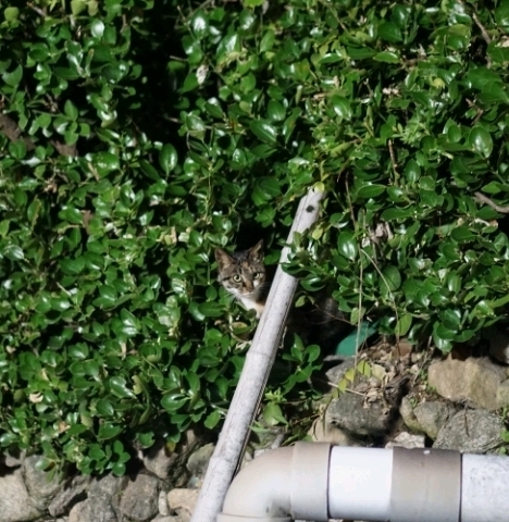 그동안 만났던 고양이 | 인스티즈