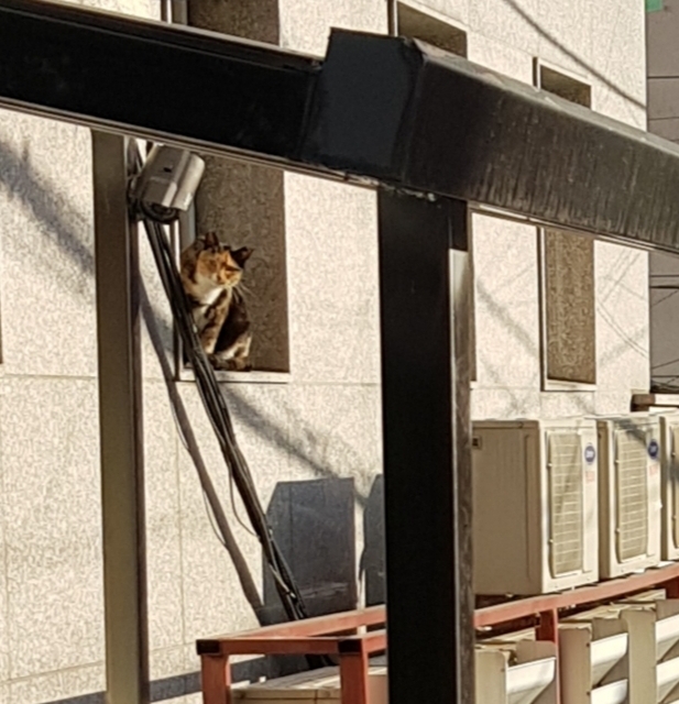 그동안 만났던 고양이 | 인스티즈