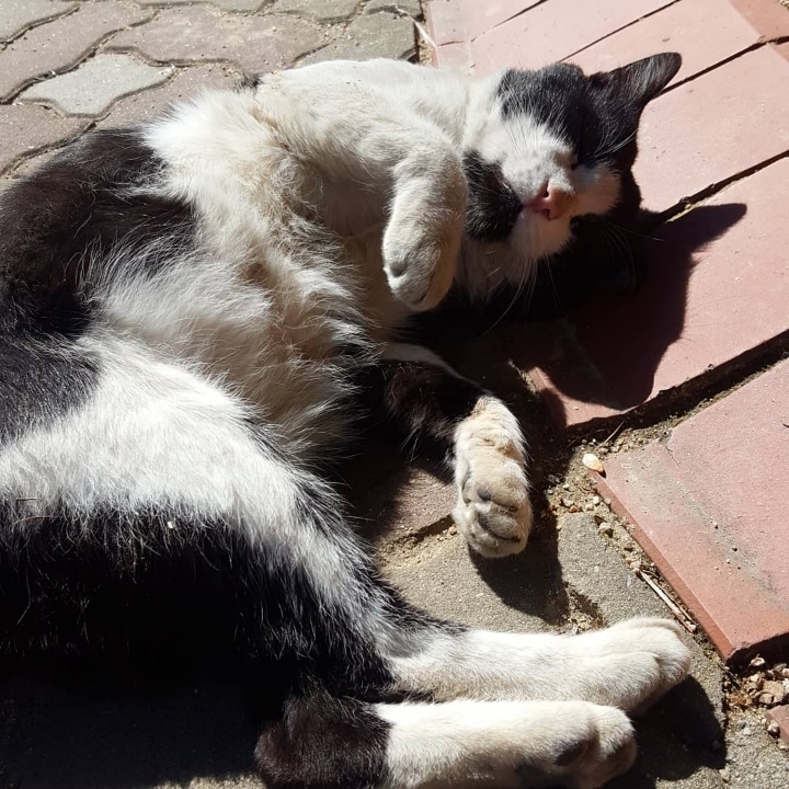 그동안 만났던 고양이 | 인스티즈