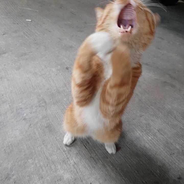 그동안 만났던 고양이 | 인스티즈