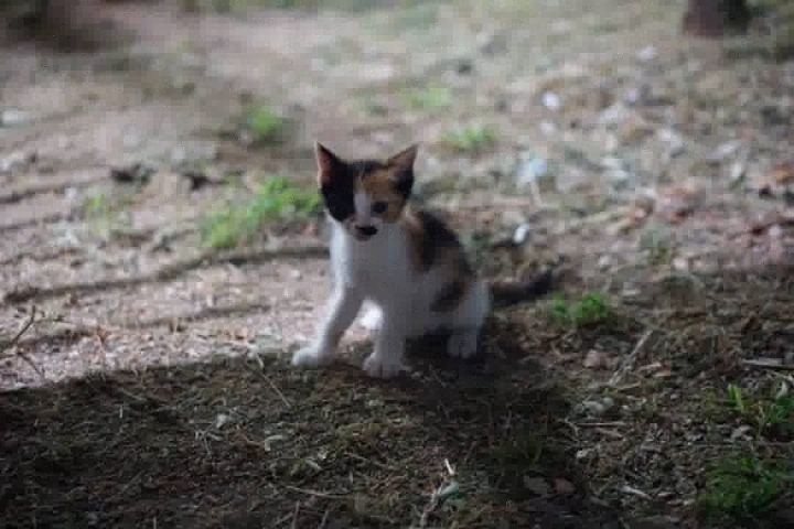 그동안 만났던 고양이 | 인스티즈