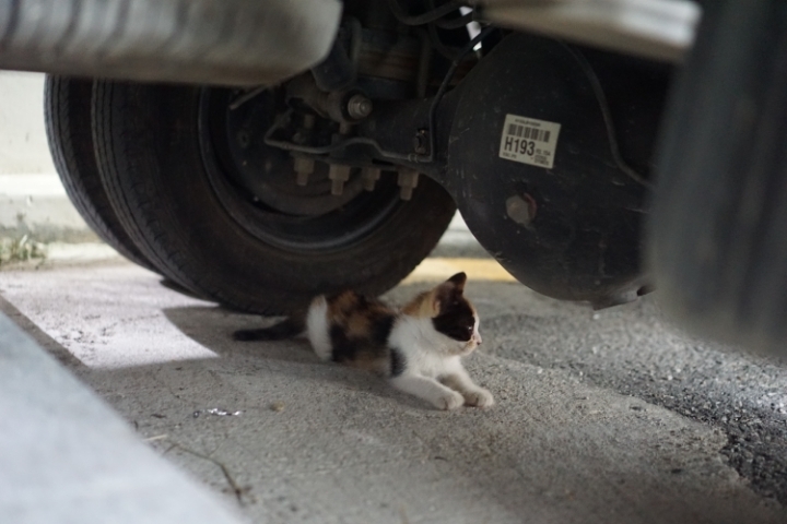 그동안 만났던 고양이 | 인스티즈