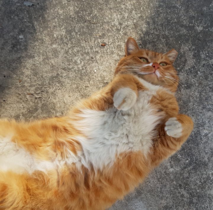 그동안 만났던 고양이 | 인스티즈