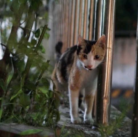 그동안 만났던 고양이 | 인스티즈