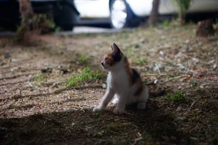 그동안 만났던 고양이 | 인스티즈