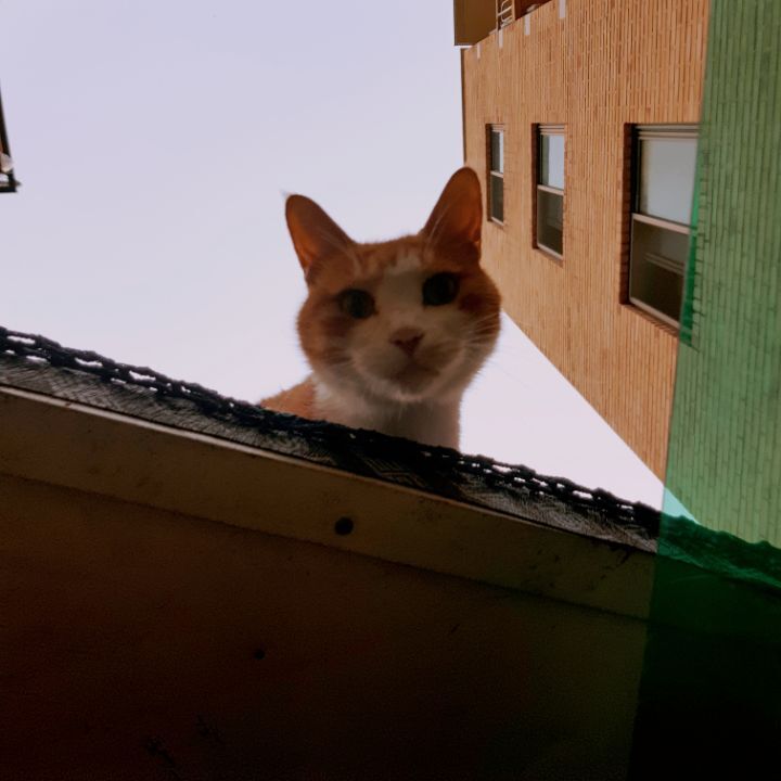 그동안 만났던 고양이 | 인스티즈