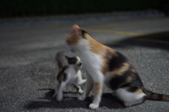 그동안 만났던 고양이 | 인스티즈