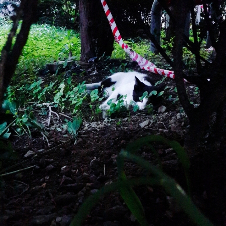 그동안 만났던 고양이 | 인스티즈