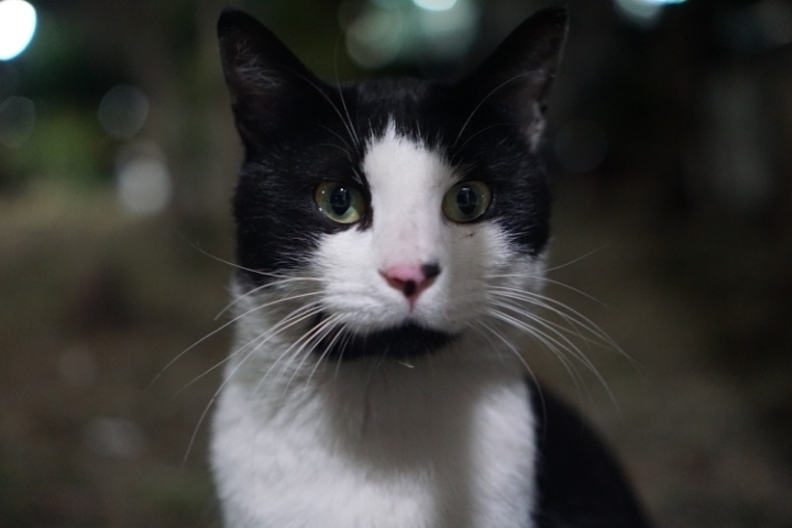 그동안 만났던 고양이 | 인스티즈