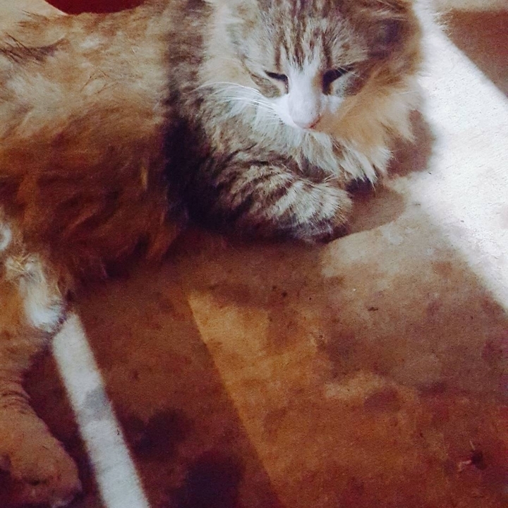 그동안 만났던 고양이 | 인스티즈