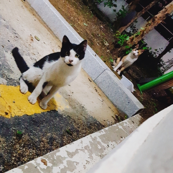 그동안 만났던 고양이 | 인스티즈