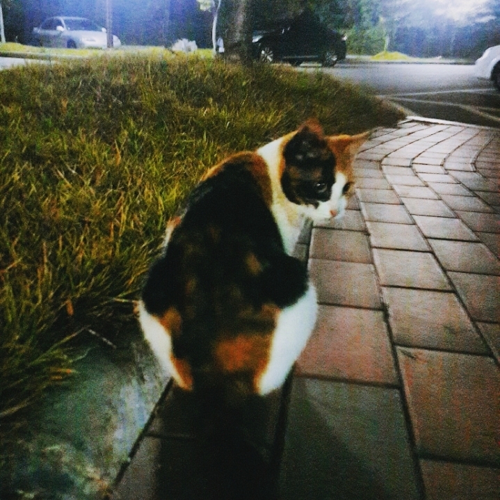 그동안 만났던 고양이 | 인스티즈