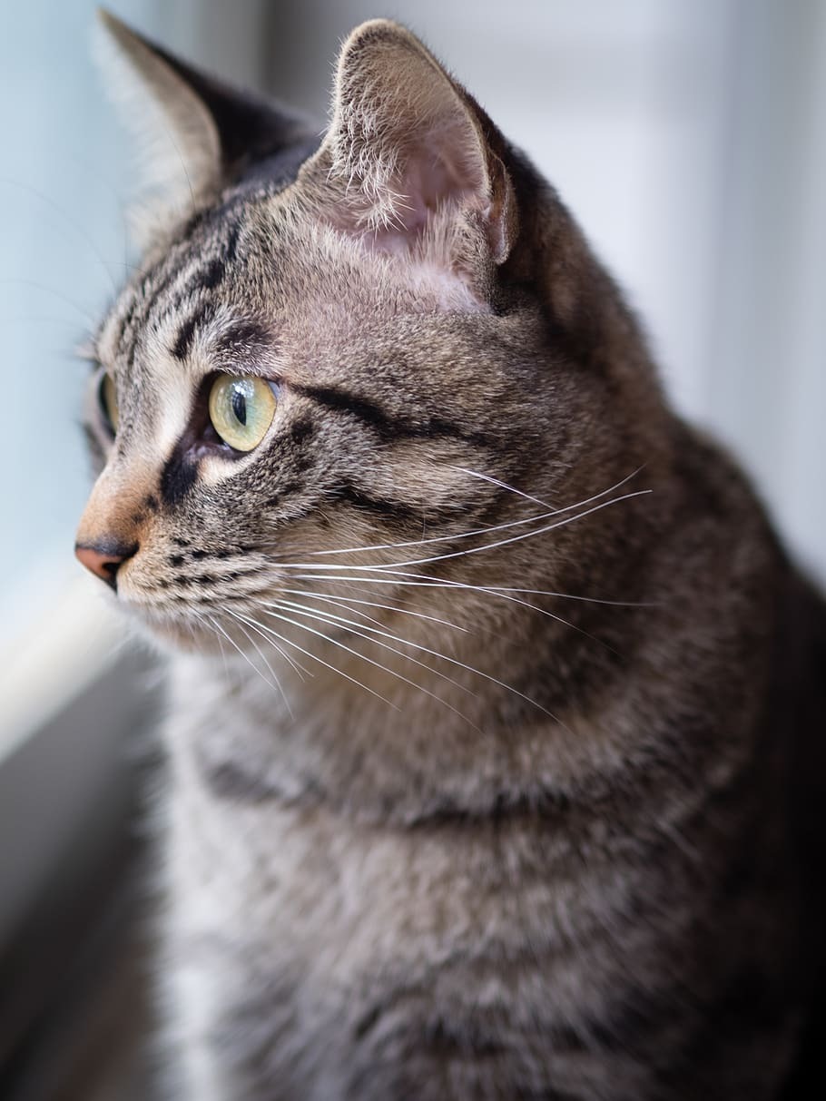 고양이 옆모습 | 인스티즈