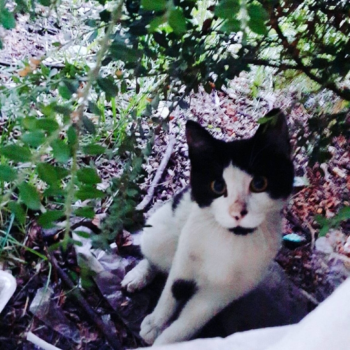 그동안 만났던 고양이 | 인스티즈