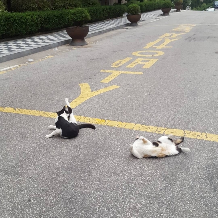 그동안 만났던 고양이 | 인스티즈