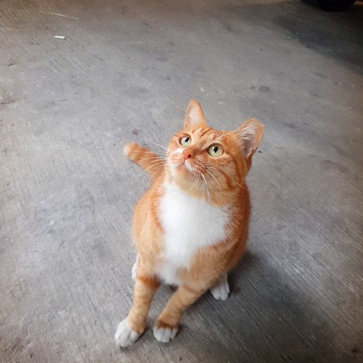 그동안 만났던 고양이 | 인스티즈