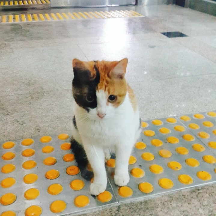 그동안 만났던 고양이 | 인스티즈