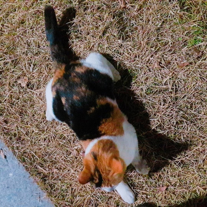 그동안 만났던 고양이 | 인스티즈