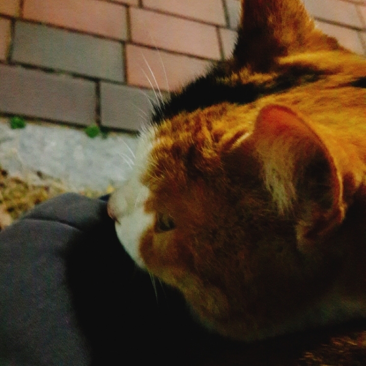 그동안 만났던 고양이 | 인스티즈