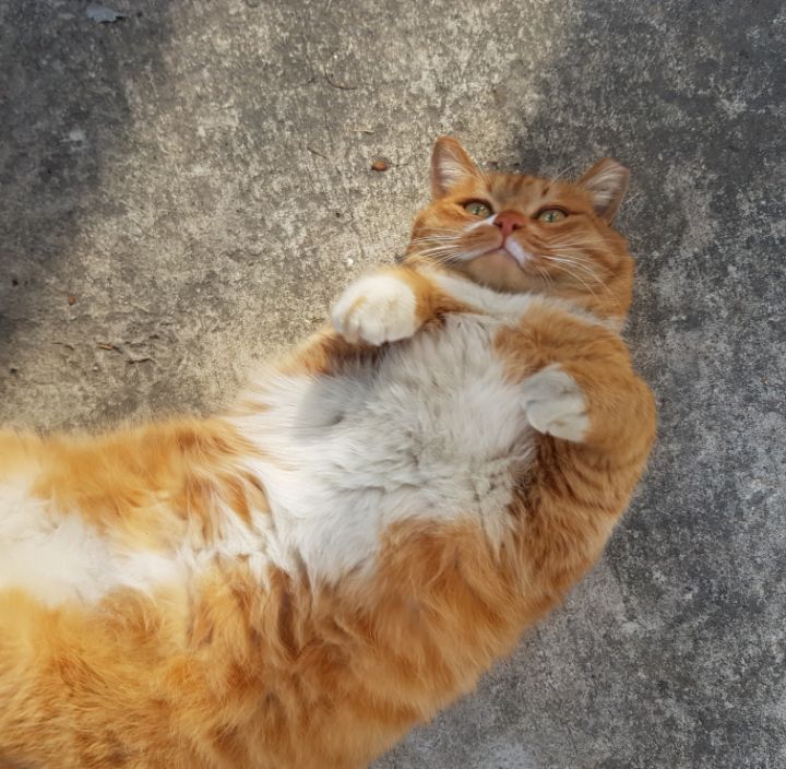 그동안 만났던 고양이 | 인스티즈