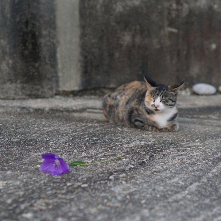 그동안 만났던 고양이 | 인스티즈