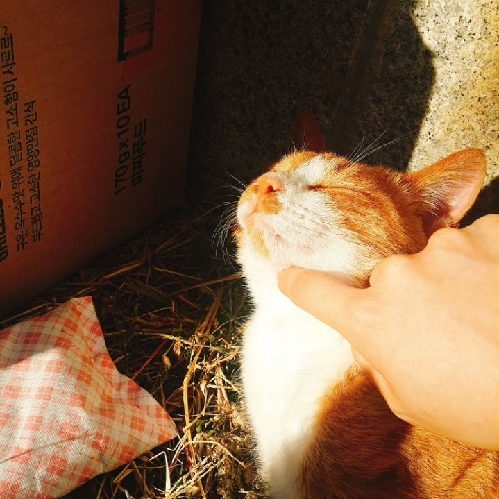 그동안 만났던 고양이 | 인스티즈