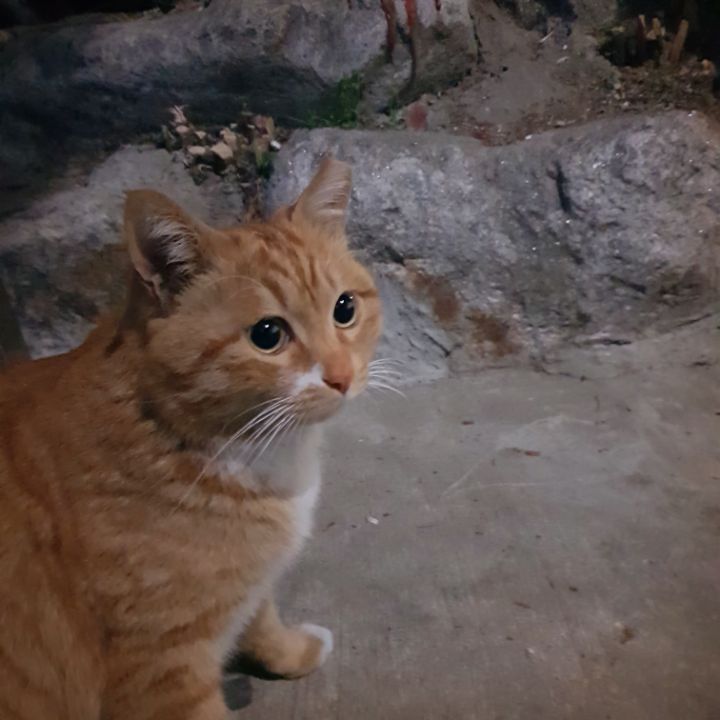 그동안 만났던 고양이 | 인스티즈