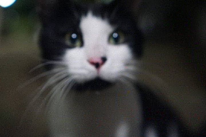 그동안 만났던 고양이 | 인스티즈